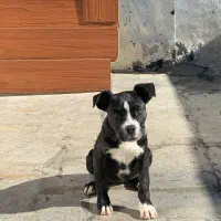 سگ نژاد دار