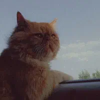 پرشین سوپر فلت