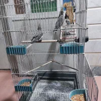 ۳ عدد عروس هلندی نژاد خاکستری اصیل|پرنده|هرسین, |دیوار