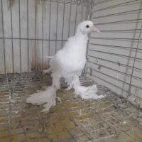 کفتر شازده وبادکنکی|پرنده|یزد, |دیوار