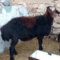 یک راس قوچ قزل افشار