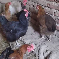 فروش مرغ