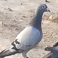 کبوتر عطیقه