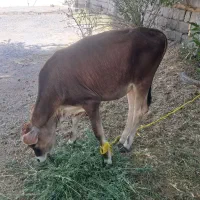گوساله