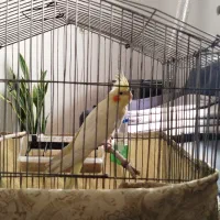 عروس هلندی نر