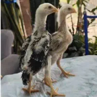 جوجه لاری اوشامو