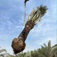 بهترین انتخاب مناسب باغ نخل خرما اصیل رطب خارک