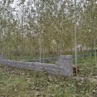 سه قطعه زمین باغی داخل طرح در رودبنه|فروش زمین و ملک کلنگی|لاهیجان, لیل|دیوار