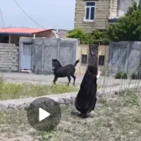 اسب کره مادیون 14ماهه