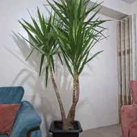 فروش نخل یوکا