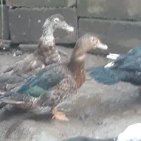 اردک|حیوانات مزرعه|رشت, آب آسیاب|دیوار