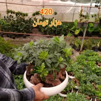 میخک هندی گیاه بنسایی پیتسپروم|گل و گیاه طبیعی|مشهد, مهدی آباد|دیوار