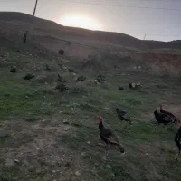 بوقلمون کاملا ارگانیک|حیوانات مزرعه|کلیبر, |دیوار