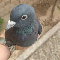 کلاغدمسفید