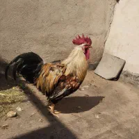 خروس خوشتیپ جوان