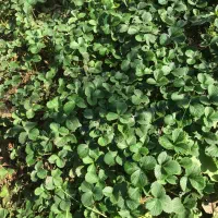 بوته و نشا توت فرنگی|خدمات باغبانی و درختکاری|آستانه اشرفیه, |دیوار