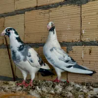 کفتر عتیقه کرمونی