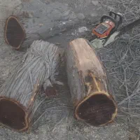 چوب کهور و ریشه کهور