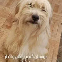 واگذاری سگ تریر اصیل ،به خانواده متعهد