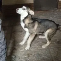 هاسکی|سگ|مشهد, محمدآباد|دیوار