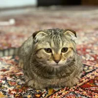 گربه اسکاتیش فولد بلک گلد