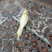 عروس هلندی لوتینو ماده