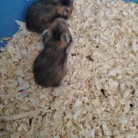 همستر قهوه‌ای،سفید|موش و خرگوش|کرج, کیانمهر|دیوار