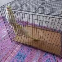 عروس هلندی|پرنده|اردبیل, |دیوار