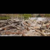 چوب ودرخت|خدمات باغبانی و درختکاری|مشهد, هفده شهریور|دیوار