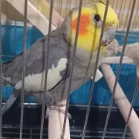 عروس هلندی|پرنده|بروجرد, |دیوار