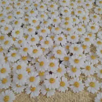 گیفت بابونه پذیرفته میشود