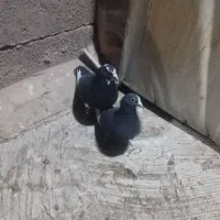 کفتر|پرنده|کرمان, |دیوار