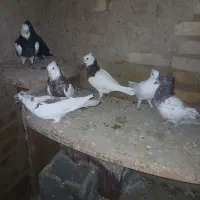 پرنده