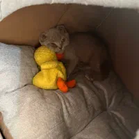 گربه اسکاتیش نر یک‌ساله، رنگ طوسی ملوس و سالم