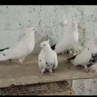 کبوتر