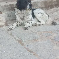 ی جفت سگ نر ولاس