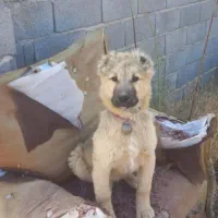 توله سگ گله ای چهار ماهه