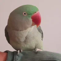 شاه طوطی|پرنده|فولادشهر, زاینده رود|دیوار