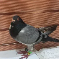 عراق ۲۰۲۴|حیوانات|خرمشهر, |دیوار