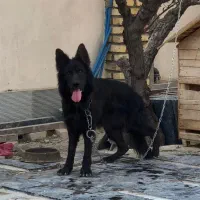 سگ ژرمن بلک نر شولاین نگهبان