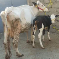 گاو گوساله سیمنتال اصیل