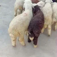 بره نر وماده برای فروش