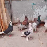 ۹ تا کفتر استفاده