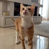 واگذاری راییگان گربه