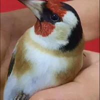 سهره باغی جفتی قناری جوجه قفس جفتی سهره