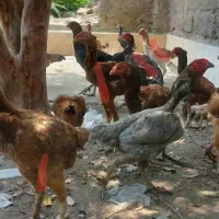 خروس ،جوجه خروس و جوجه مرغ وماده مرغ نژاد دار|حیوانات مزرعه|میناب, |دیوار