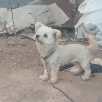 فروشی به علت کمبود جا