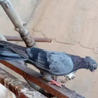 کبوتر فروشی