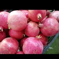 اجاره انارباغ شمابقیمت منصفانه