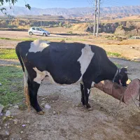 گاو و گوساله سمینتال|حیوانات مزرعه|دره شهر, |دیوار